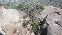 Karwinskia humboldtiana