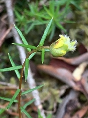 Hibbertia acicularis
