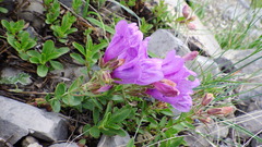 Penstemon ellipticus
