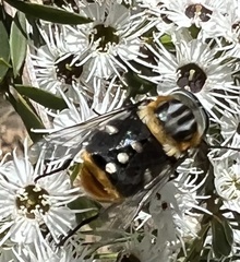 Scaptia