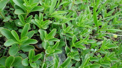 Penstemon ellipticus