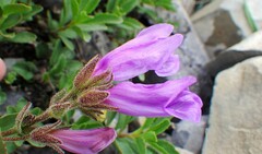 Penstemon ellipticus