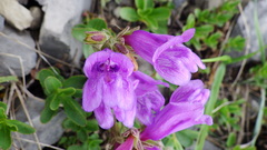Penstemon ellipticus