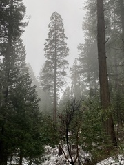 Calocedrus decurrens