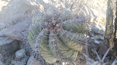 Echinocactus horizonthalonius