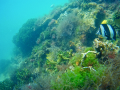 Pseudogoniistius nigripes