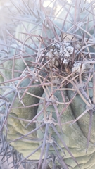 Echinocactus horizonthalonius