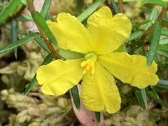 Hibbertia acicularis
