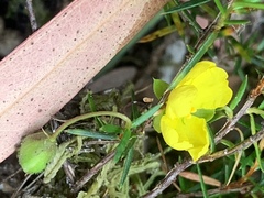 Hibbertia acicularis