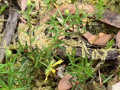 Hibbertia acicularis
