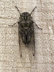 Amphipsalta cingulata