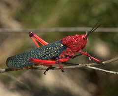 Phymateus morbillosus