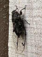 Amphipsalta cingulata