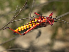 Phymateus morbillosus