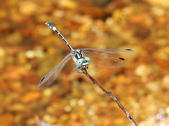 Austroepigomphus praeruptus