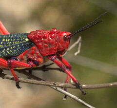 Phymateus morbillosus