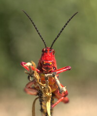 Phymateus morbillosus