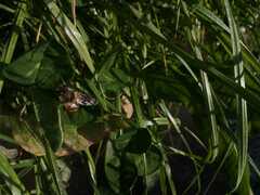 Apis mellifera