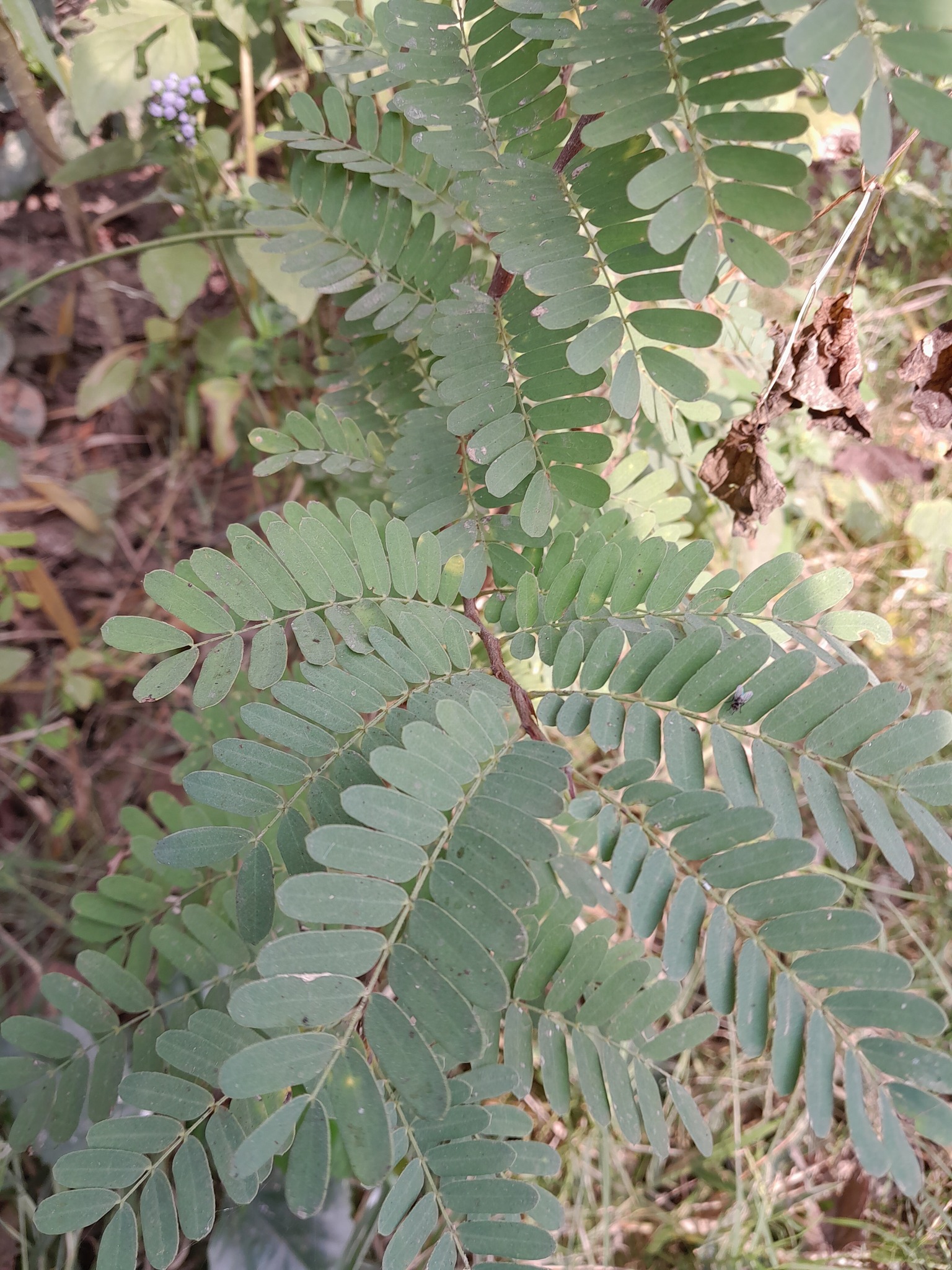 Photo by ARNAB KUMAR SAMANTA via iNaturalist (Copyright ARNAB KUMAR SAMANTA)