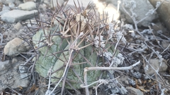 Echinocactus horizonthalonius