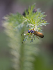 Rhagonycha lignosa