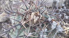 Echinocactus horizonthalonius