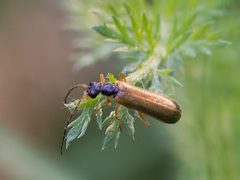 Rhagonycha lignosa