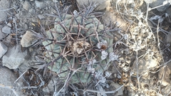 Echinocactus horizonthalonius
