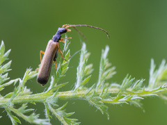 Rhagonycha lignosa