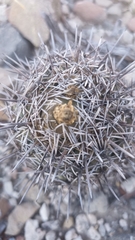 Coryphantha salinensis