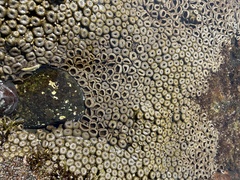 Palythoa mutuki