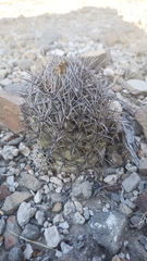 Coryphantha salinensis