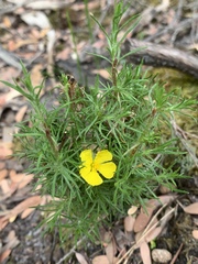 Hibbertia fasciculata