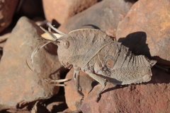 Lobosceliana
