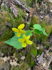 Viola lobata