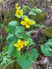 Viola lobata