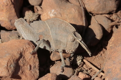 Lobosceliana