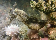 Hippocampus whitei