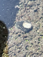 Nerita picea