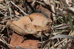 Lobosceliana