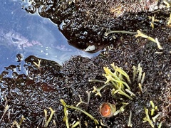 Thylacodes variabilis