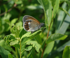 Coenonympha glycerion iphicles