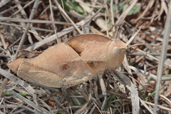 Lobosceliana
