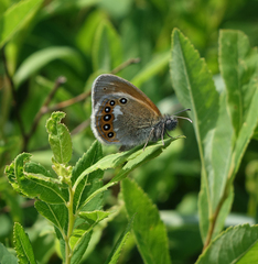 Coenonympha glycerion iphicles