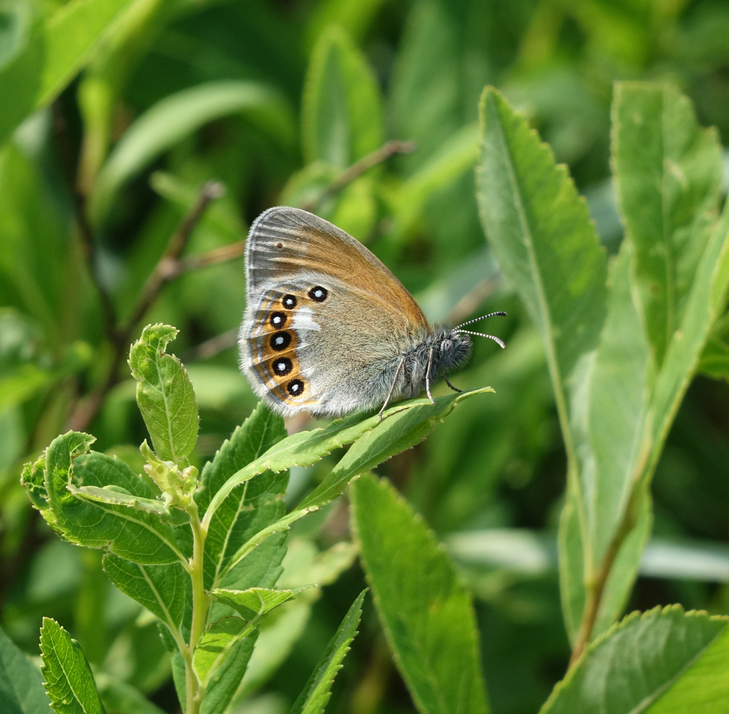 Coenonympha glycerion glycerion