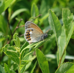 Coenonympha glycerion iphicles
