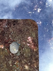 Calcinus laevimanus