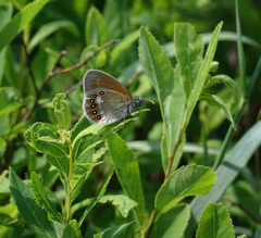 Coenonympha glycerion iphicles