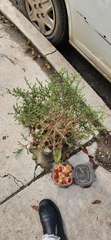 Salsola kali