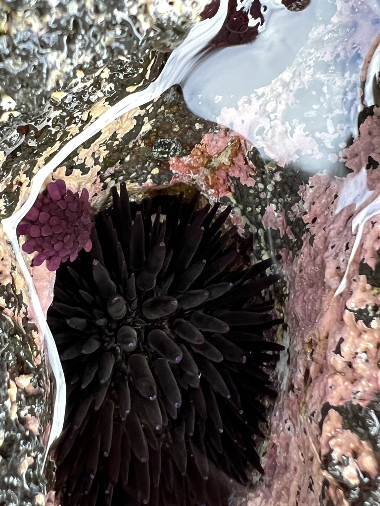 Oblong Sea Urchin